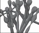 Candida Albicans