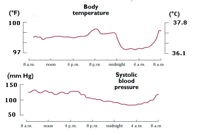 Circadian Rhythm